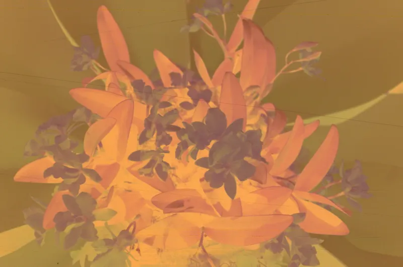Frame 5 as scanned, an orange-masked negative of the yellow orchids.