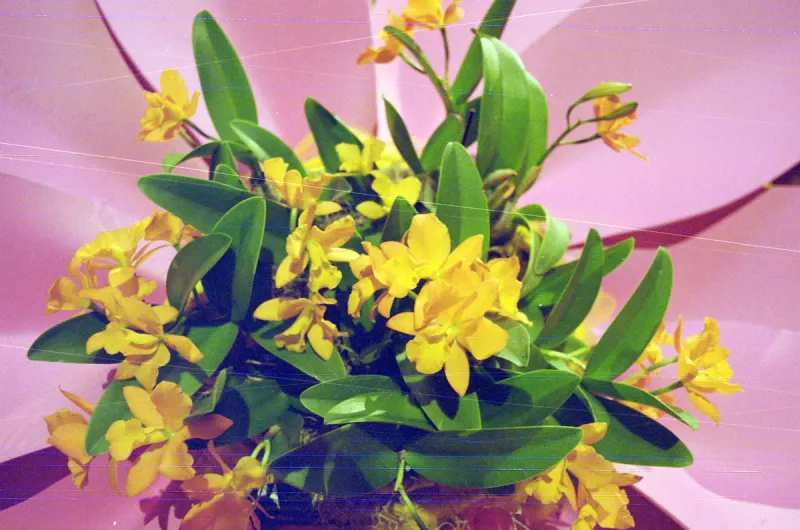 Frame 5 after conversion: the yellow orchids in full colour.